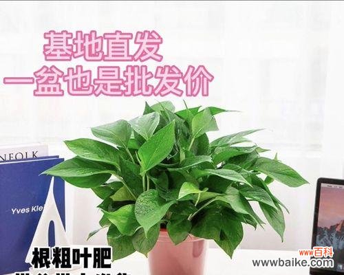 探寻绿萝的神奇魅力与象征意义 绿萝