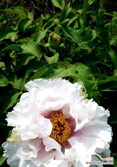 探索绿牡丹花语的意义与魅力 绿牡丹