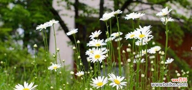 雏菊花语的意义及与自然环保的关联 绿色的雏菊花语