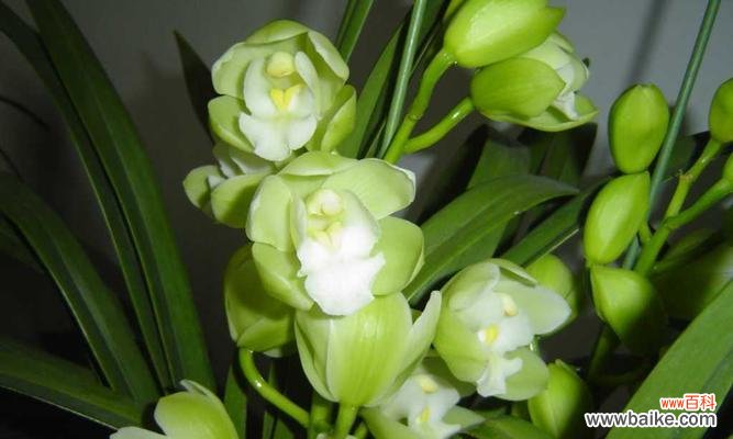 以花语为媒介 绿色惠兰花语，传递自然与美的信息