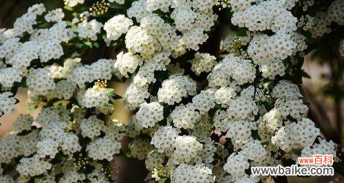 探寻麻叶绣线菊的秘密 麻叶绣线菊花语