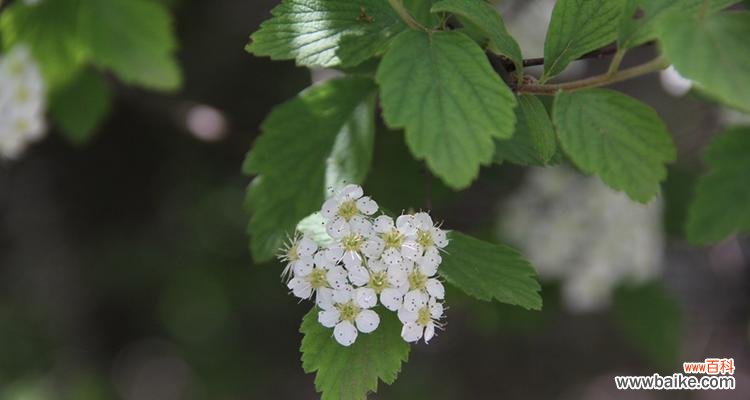 探寻麻叶绣线菊的秘密 麻叶绣线菊花语