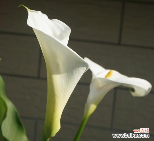 探寻以马蹄莲叶子的美丽内涵 以马蹄莲叶子的象征意义及其传承