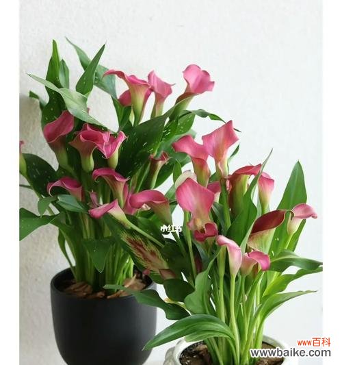 探寻马蹄莲的象征与意义 以马蹄莲的寓意与生命力