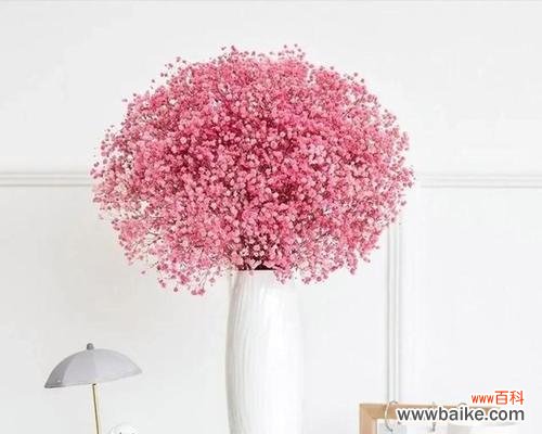 以满天星的红颜色花语 满天星红颜花语——灿烂绽放的爱情之花