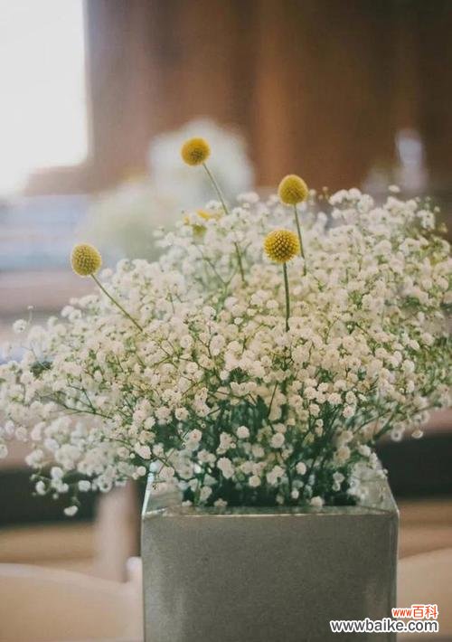 以满天星的红颜色花语 满天星红颜花语——灿烂绽放的爱情之花