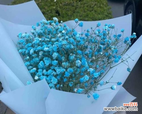 满天星之光照亮我们的心灵 满天星的花语与传说