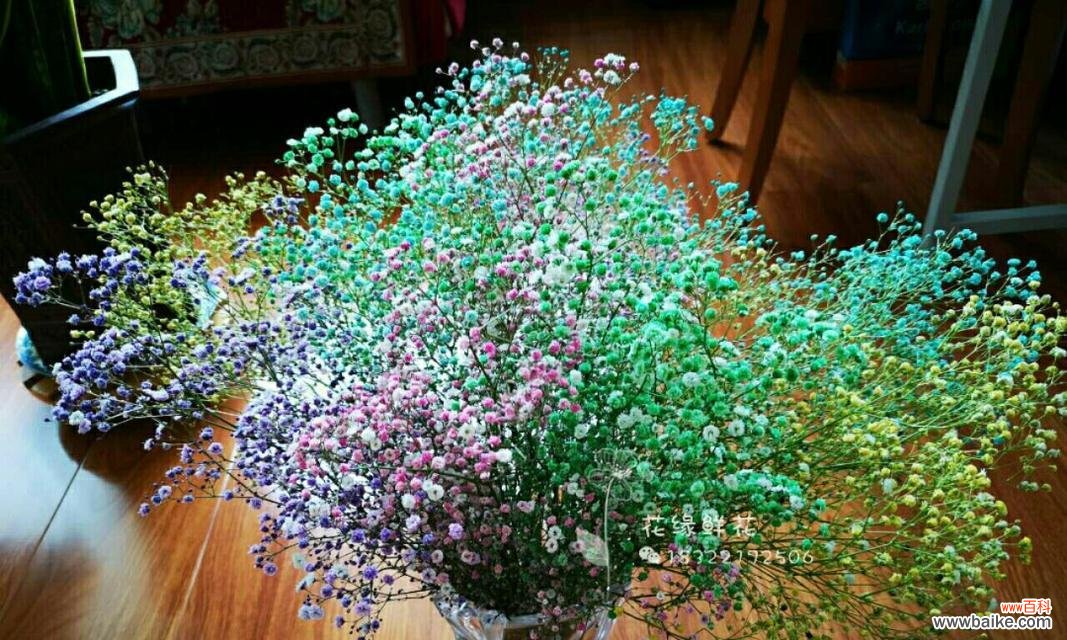 散发阳光的满天星花海 满天星