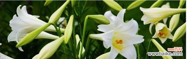 探寻水百合的内涵与美感 水百合花语解析