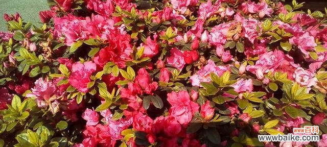 展现坚毅与善良，锦绣杜鹃的花语含义 锦绣杜鹃，花语高洁