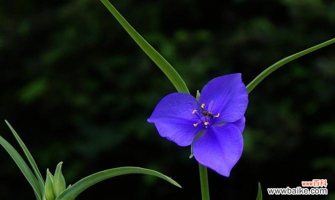 紫露草的寓意与象征意义 解读紫露草花语，送给你最美好的祝福