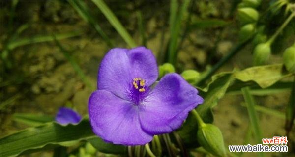 紫露草的寓意与象征意义 解读紫露草花语，送给你最美好的祝福