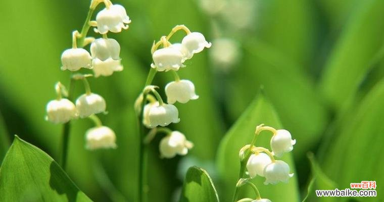 一场宁静的音乐会-风铃草 风铃草的花语与象征