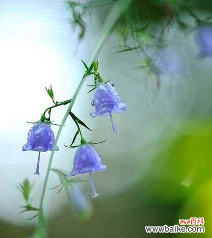 一场宁静的音乐会-风铃草 风铃草的花语与象征