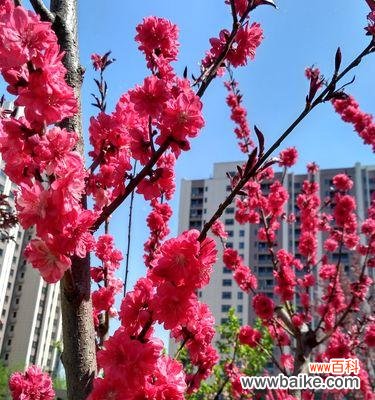 桃花花语的深刻寓意 桃花,爱情的象征