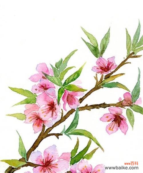 桃花花语的深刻寓意 桃花,爱情的象征