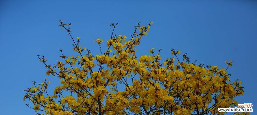 金铃之魂的传承与独特魅力 黄风铃的含义与神话传说