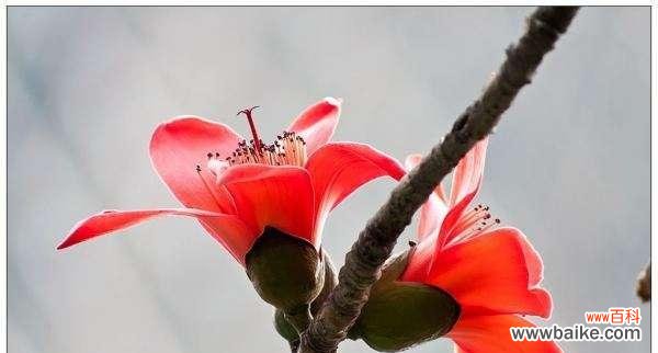 木棉花适合送给哪些人？ 送给特别的人——木棉花的花语与寓意