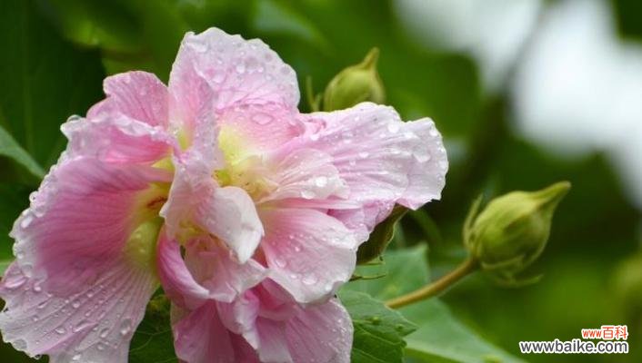 探寻樱水晶的花语及相关寓意 樱水晶——幸福与美好的象征
