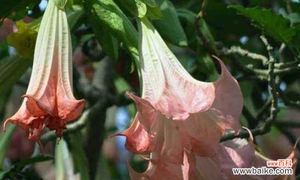 探究曼陀罗花的深层含义 曼陀罗花语解析