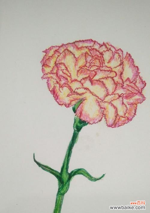 花开人间，传递着爱的信息 康乃馨