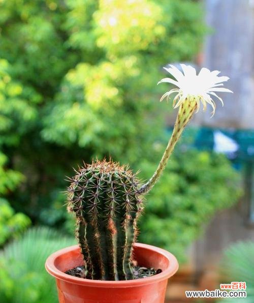 解读仙人球的花语和美丽传说 仙人球之美丽传说