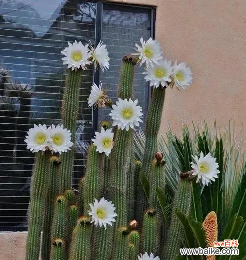 解读仙人球的花语和美丽传说 仙人球之美丽传说