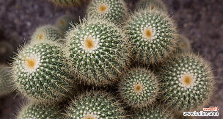 解读仙人球的花语和美丽传说 仙人球之美丽传说