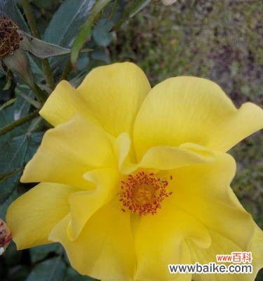 探寻黄玫瑰花语传递的心意，一个字能概括！ 11朵黄玫瑰花语的深刻含义