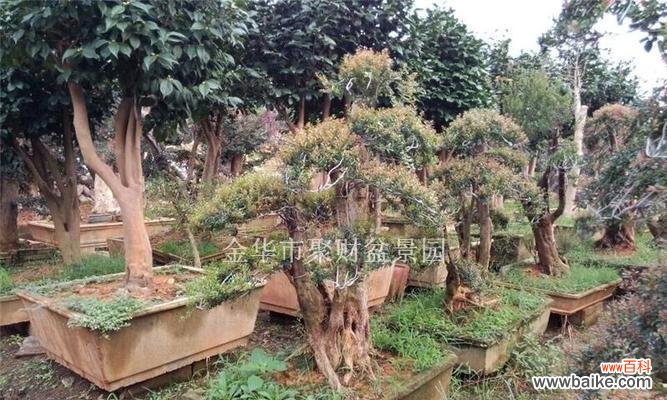 解读中国传统文化中的梦幻木材 揭开赤楠代表的寓意之谜