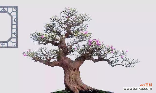 解读中国传统文化中的梦幻木材 揭开赤楠代表的寓意之谜