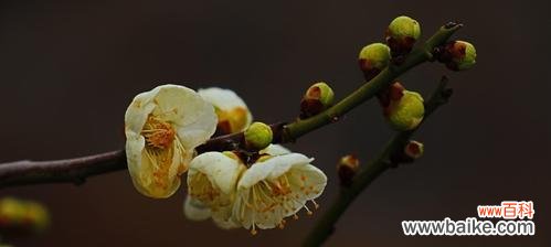 凛冬中盛开的美丽 冬天的梅花