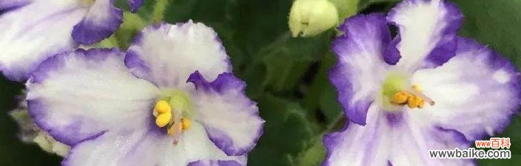 探索非洲紫罗兰的神秘语言与寓意 非洲紫罗兰花语的深意