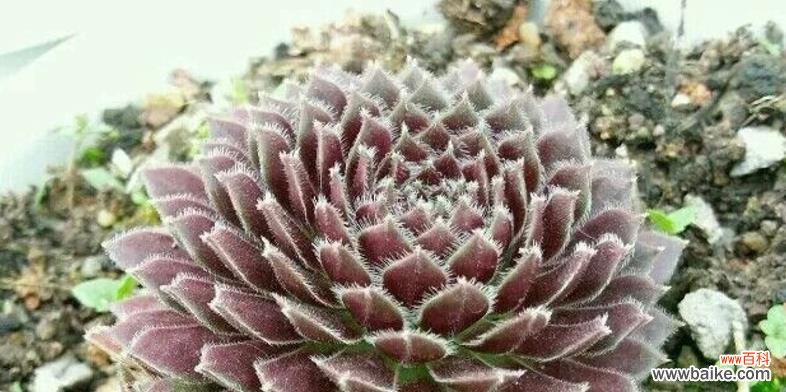 探秘多肉紫牡丹的花语 多肉紫牡丹花语