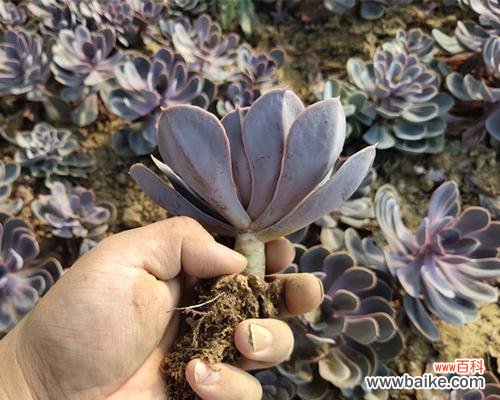 繁花似锦 多肉紫丁香的花语与寓意