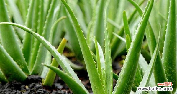 探索多肉芦荟的花语意义及象征 多肉芦荟的花语大揭秘