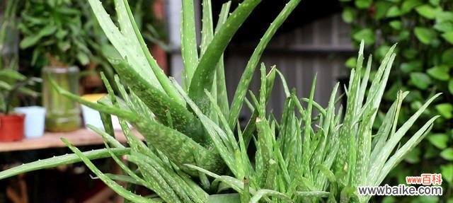 探索多肉芦荟的花语意义及象征 多肉芦荟的花语大揭秘