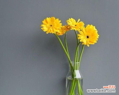 探寻非洲菊的文化意义与独特之美 非洲菊