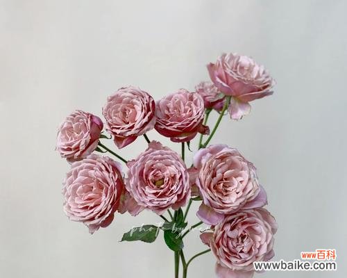 绽放爱情 多头泡泡玫瑰的浪漫寓意