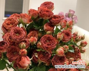 绽放爱情 多头泡泡玫瑰的浪漫寓意