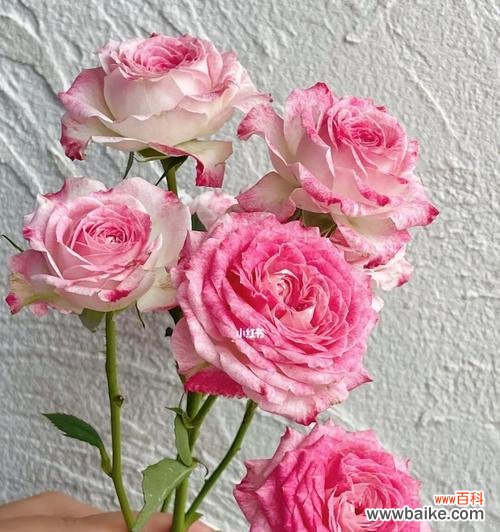 绽放爱情 多头泡泡玫瑰的浪漫寓意