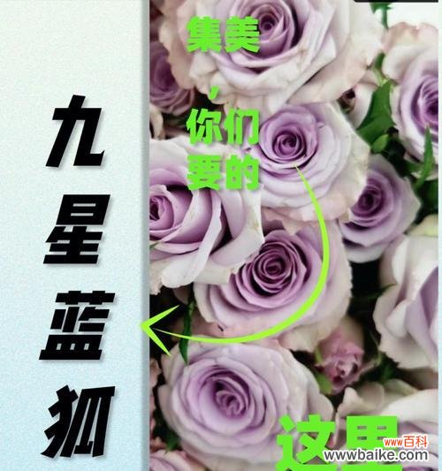 蓝狐花语的隐喻与象征 解读多头玫瑰九星蓝狐的花语之美