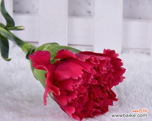 康乃馨的多重含义及其象征意义 多头康乃馨——传递多重祝福的花朵