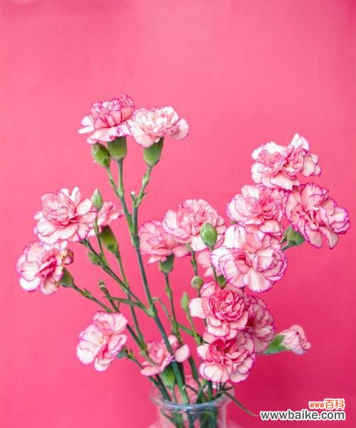 解读多头康乃馨花语及其文化意义 多头康乃馨