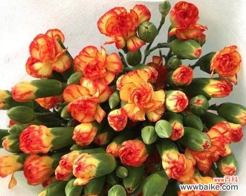 解读多头康乃馨花语及其文化意义 多头康乃馨