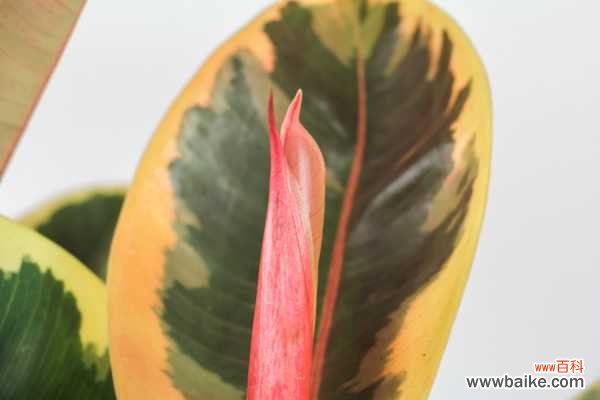 橡皮树叶子发黄怎么回事,怎么补救