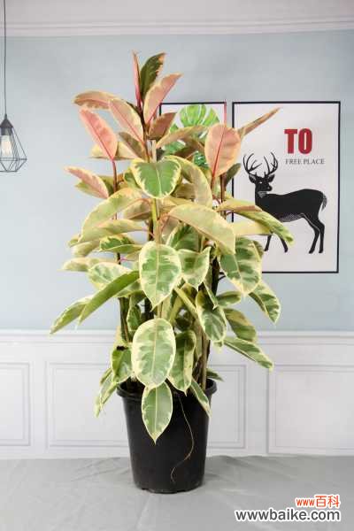 橡皮树叶子发黄怎么回事,怎么补救