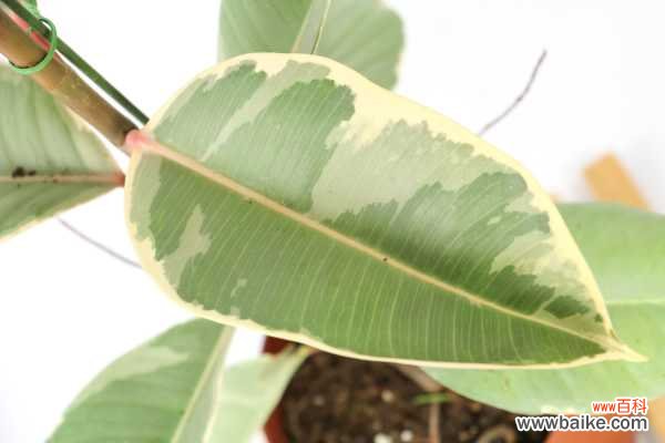 橡皮树叶子发黄怎么回事,怎么补救