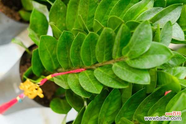 金钱树叶子发黄怎么处理，叶子发黄咋补救