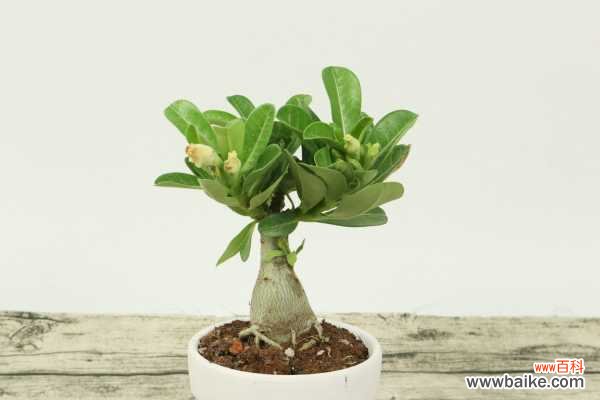 沙漠玫瑰叶子发黄掉落怎么办